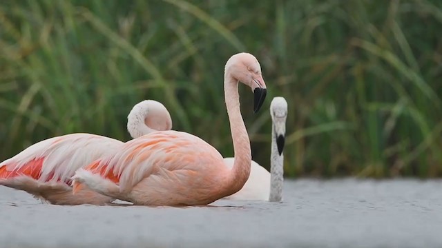 Şili Flamingosu - ML357989191