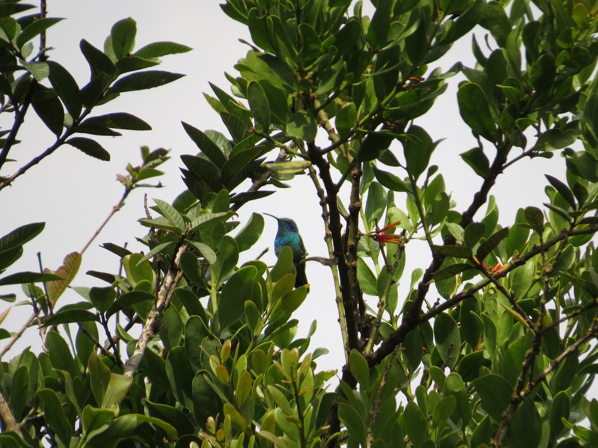 kolibřík modrouchý - ML35798961