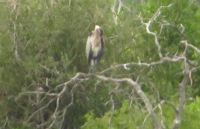 Great Blue Heron - ML357989751