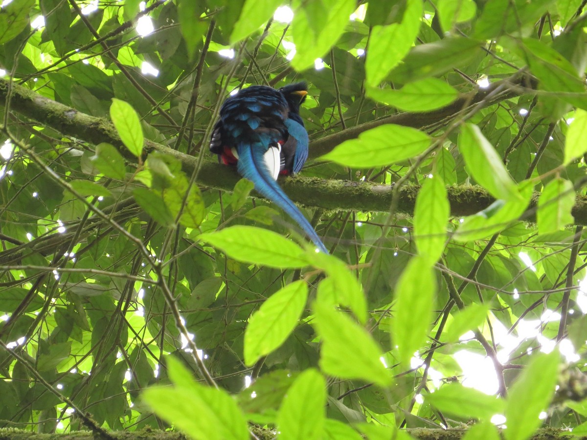 Resplendent Quetzal - ML35799031