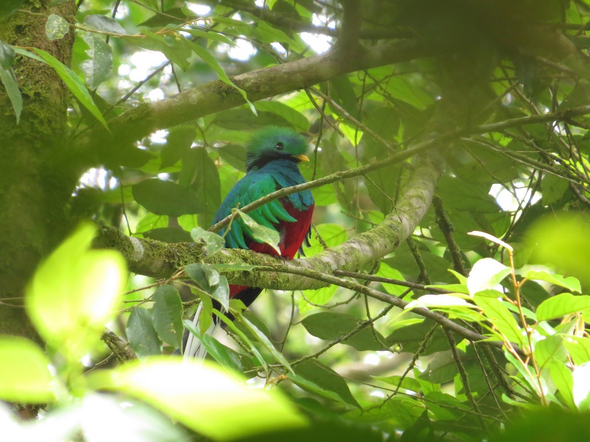 Quetzal Guatemalteco - ML35799041