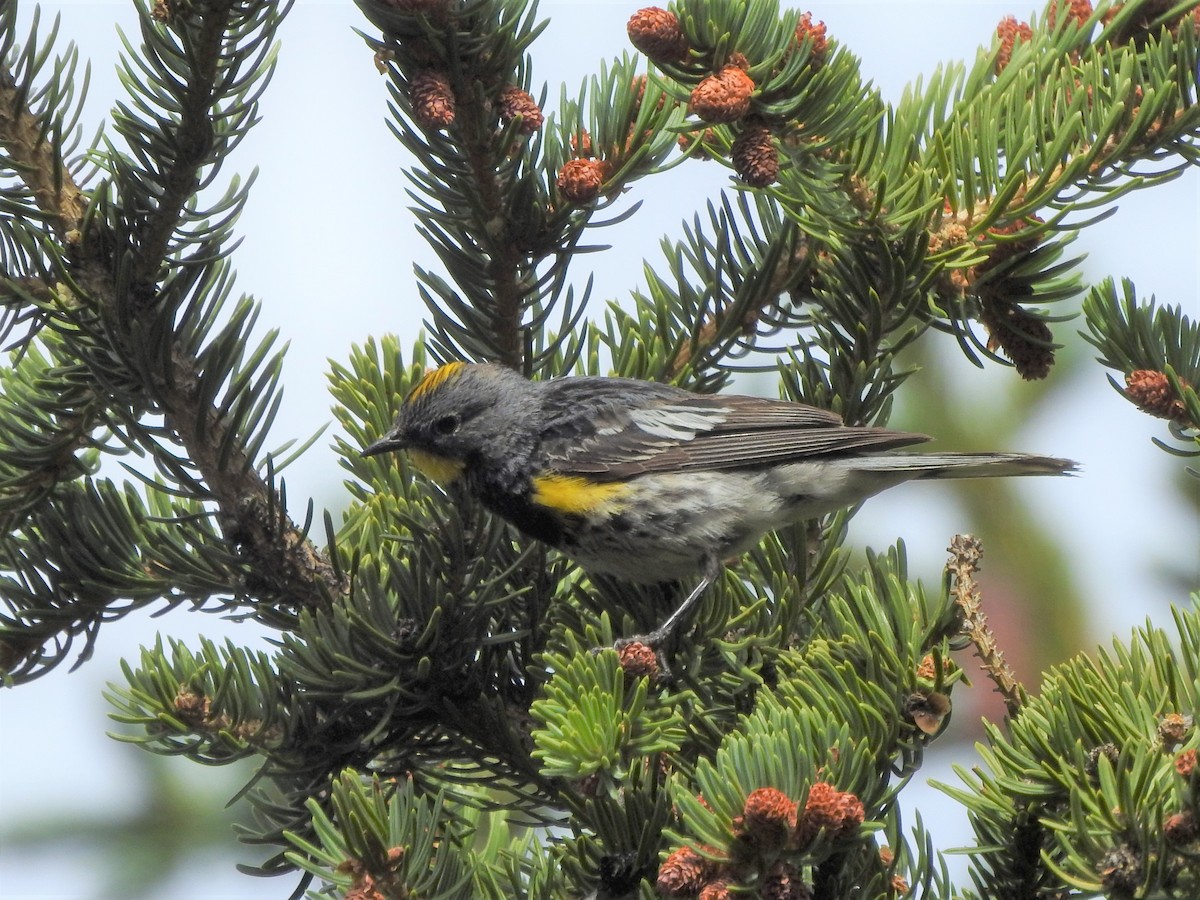 Yellow-rumped Warbler (Audubon's) - Philip Steiner