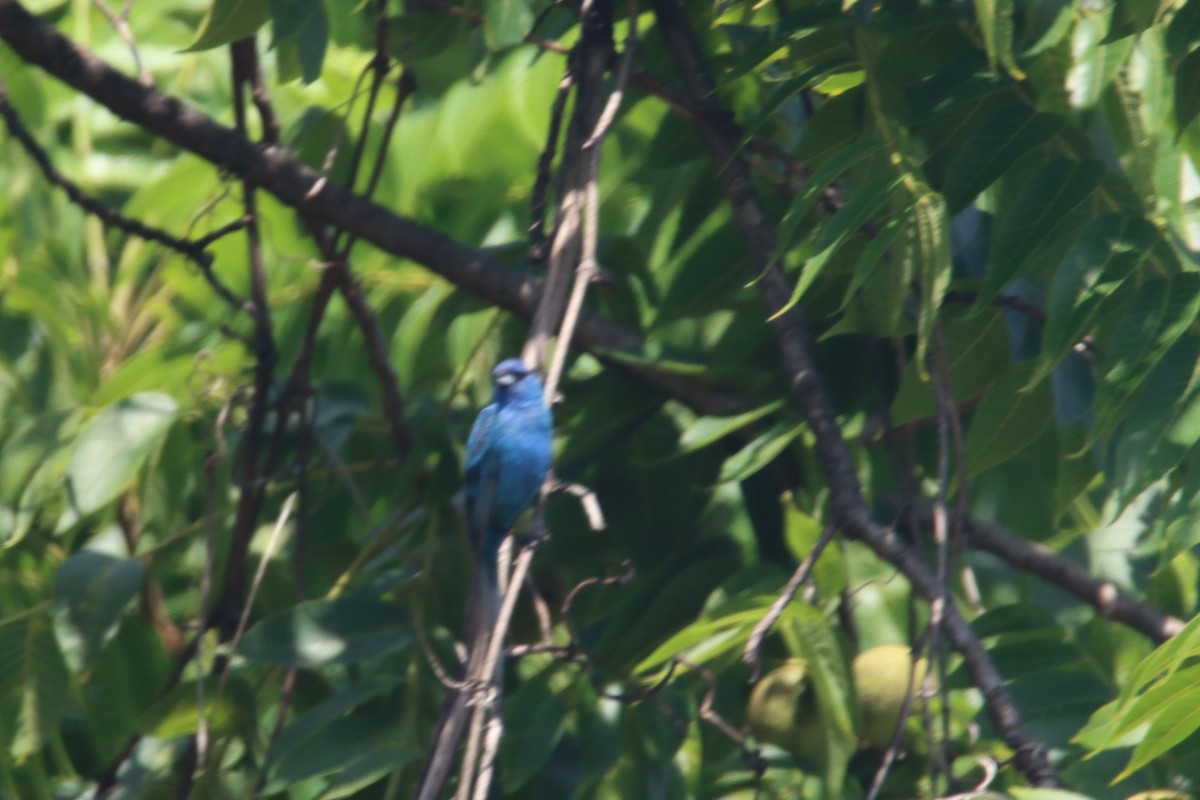 Indigo Bunting - ML357991471