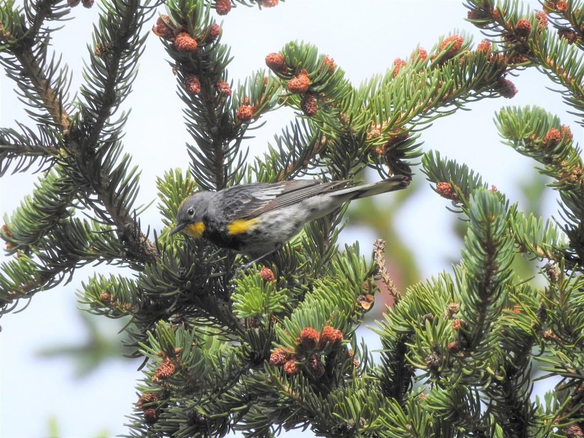 Kronenwaldsänger (Audubonwaldsänger) - ML357991571