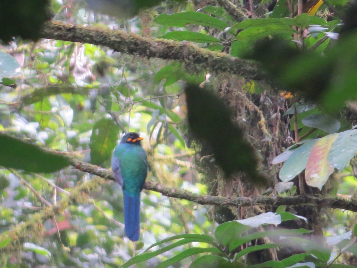 Bar-tailed Trogon - ML357991791