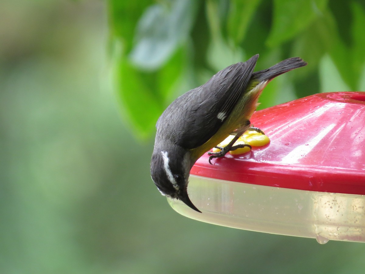 Bananaquit - Róger Rodríguez Bravo