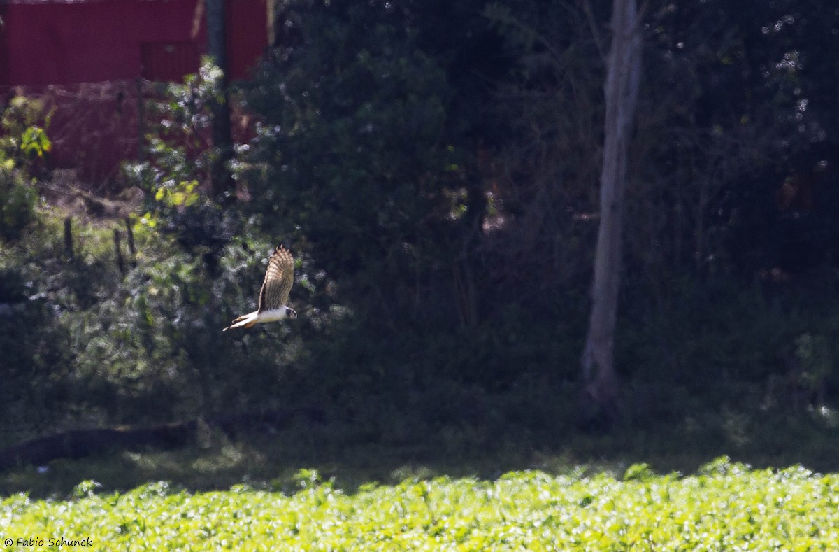 Long-winged Harrier - ML357992471