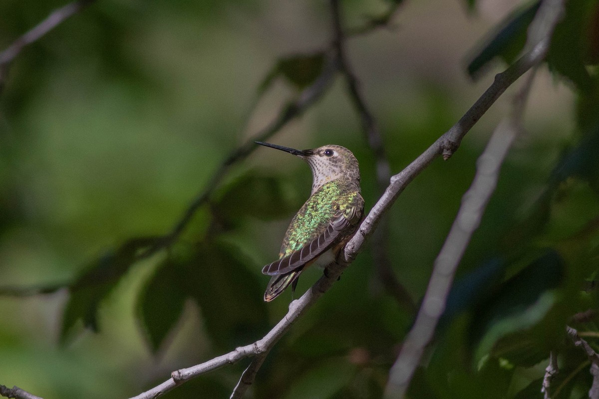 Broad-tailed Hummingbird - Linda McNulty