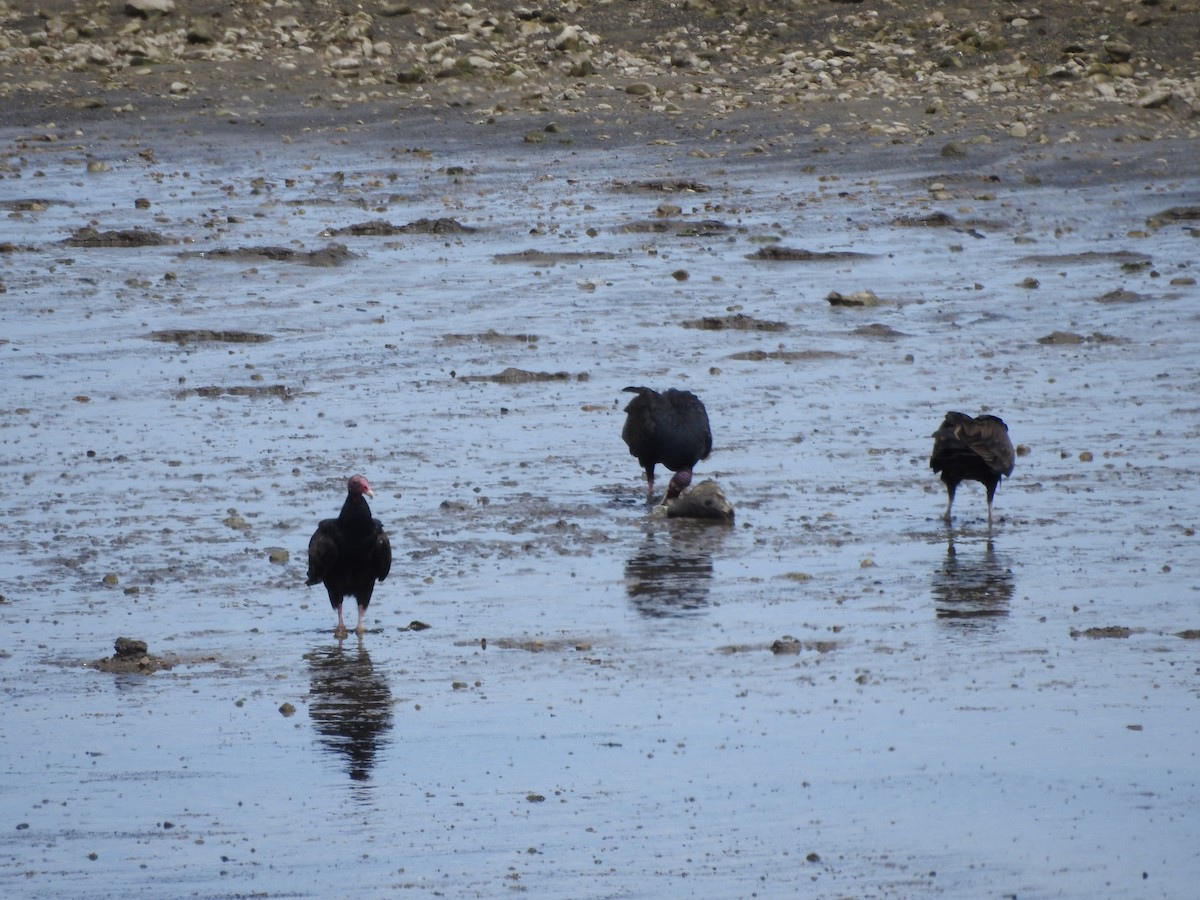 Turkey Vulture - ML357992651