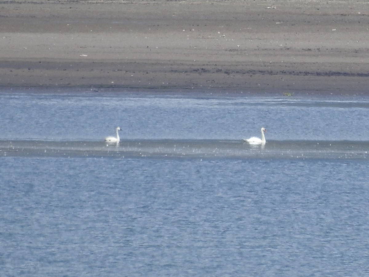 Mute Swan - ML357993031