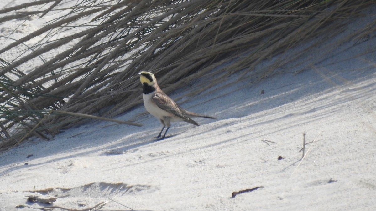 Horned Lark - ML357994361