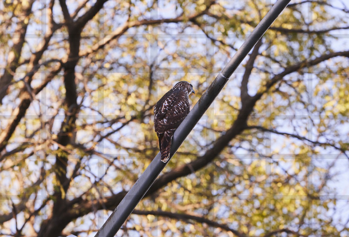 Red-tailed Hawk - Matt Harrington