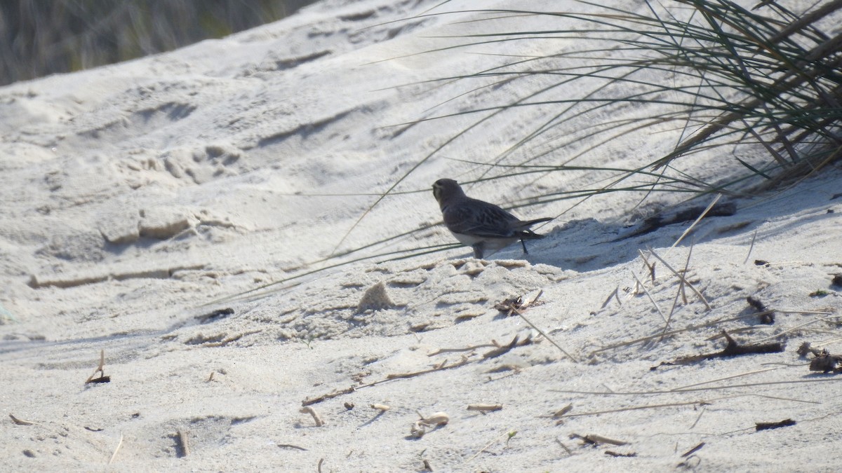 Horned Lark - ML357994581