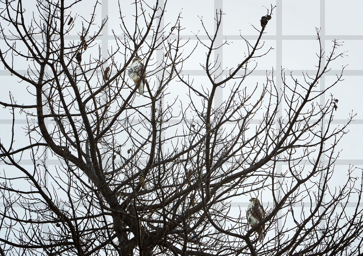 Red-tailed Hawk - Matt Harrington