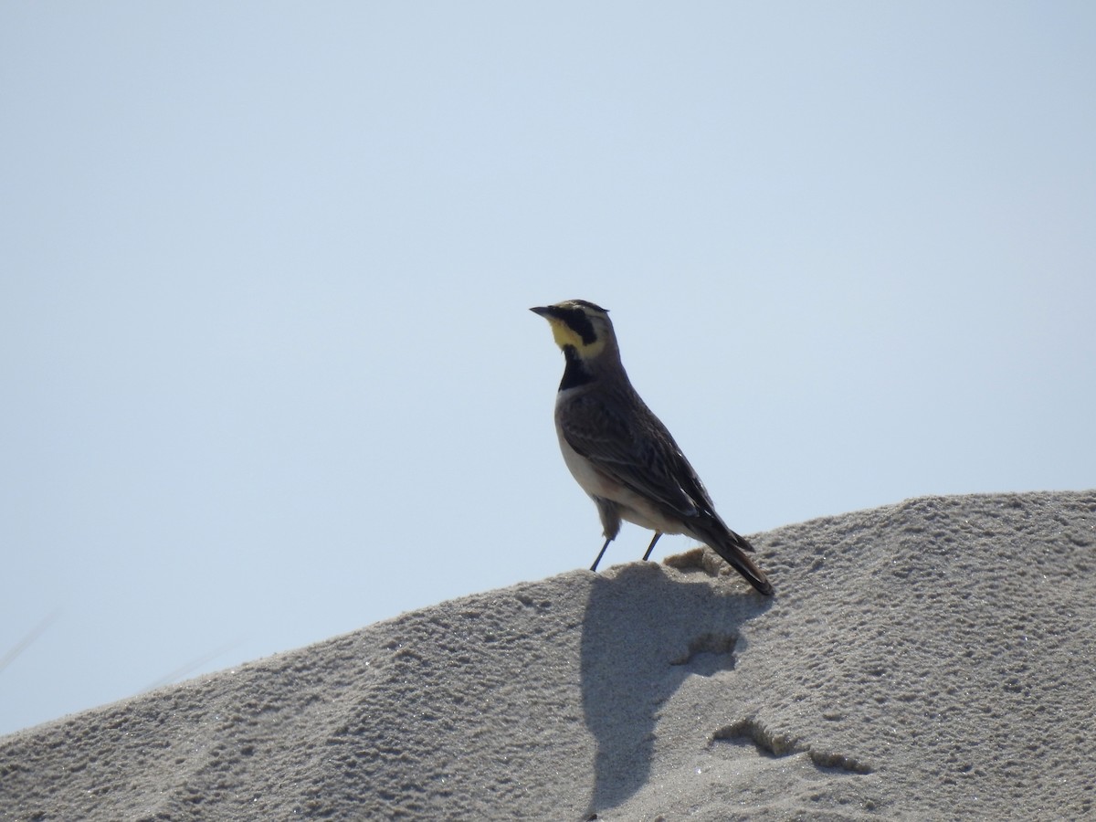 Horned Lark - ML357994661