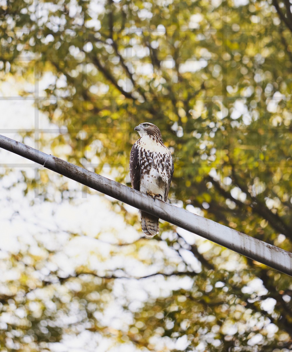 Red-tailed Hawk - Matt Harrington