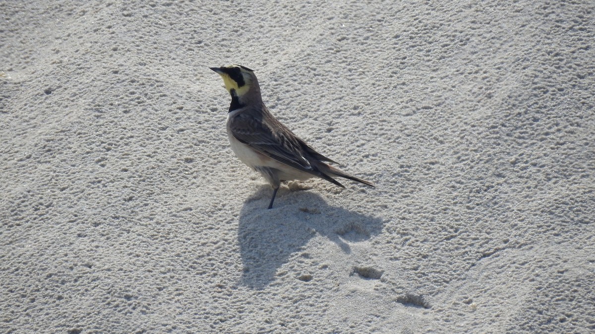 Horned Lark - Ricardo Salgueiro