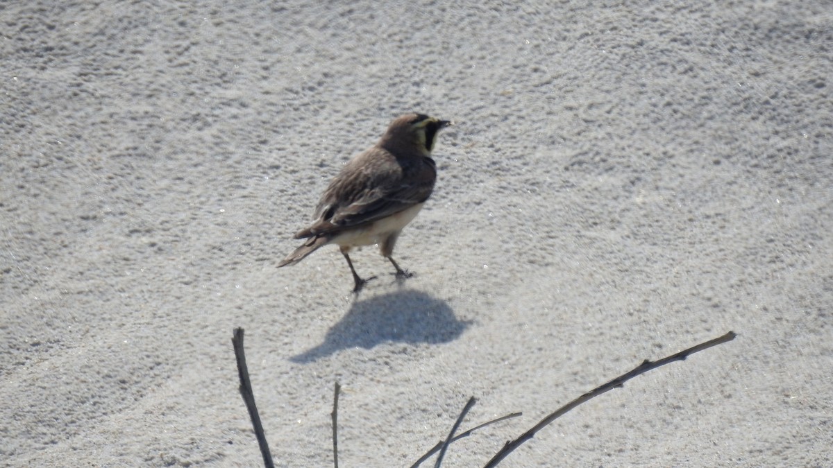 Horned Lark - ML357994721