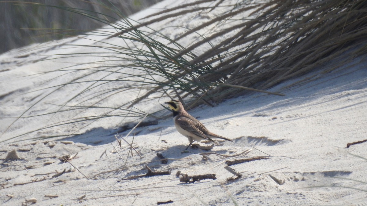 Horned Lark - Ricardo Salgueiro