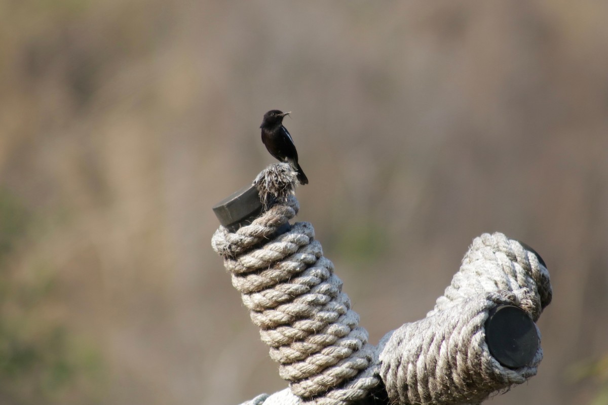Pied Bushchat - ML357998421
