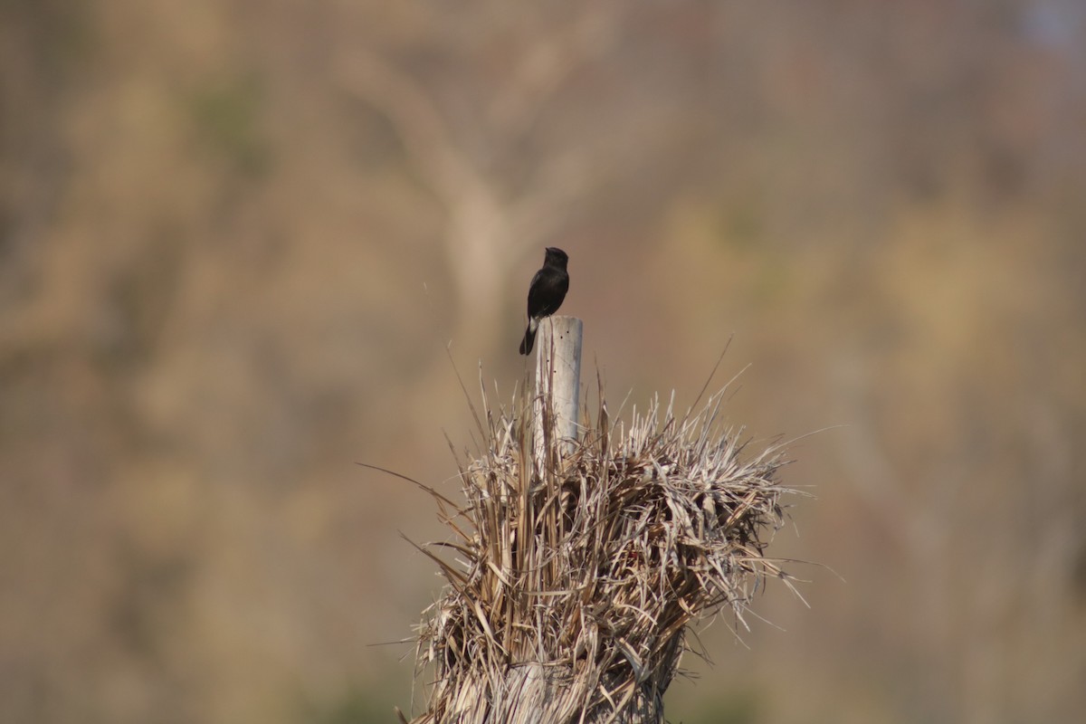 Pied Bushchat - ML357998431