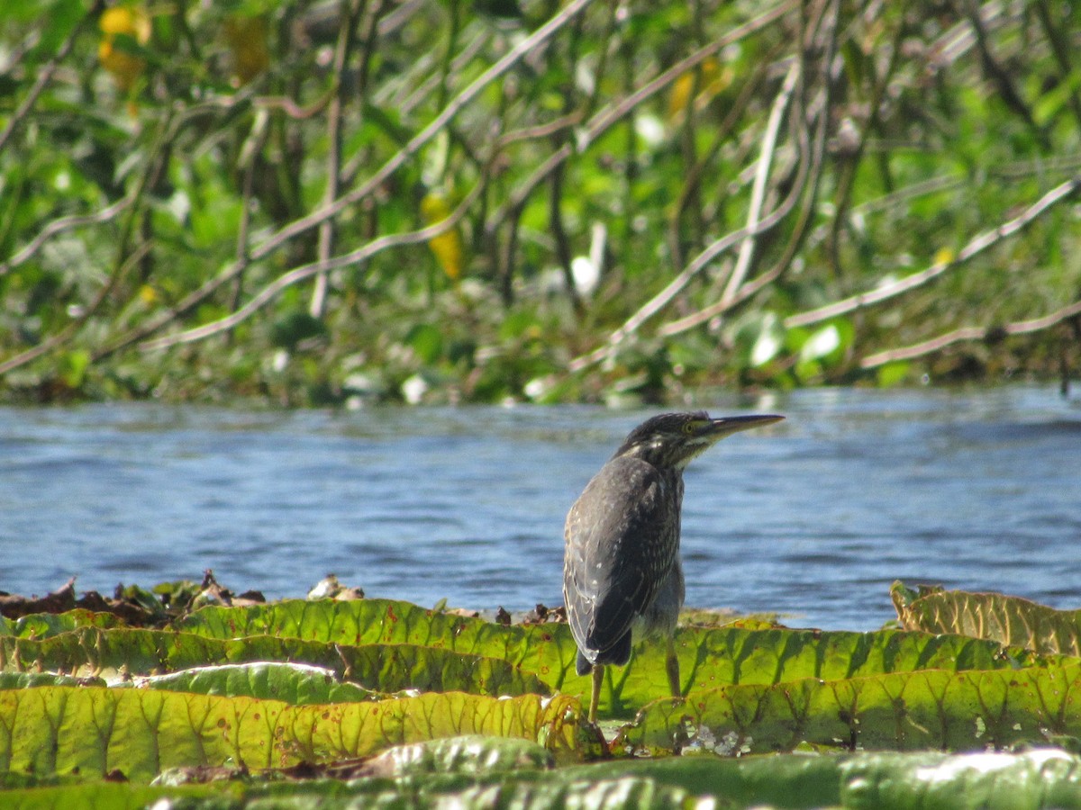 Striated Heron - Patrick Riba