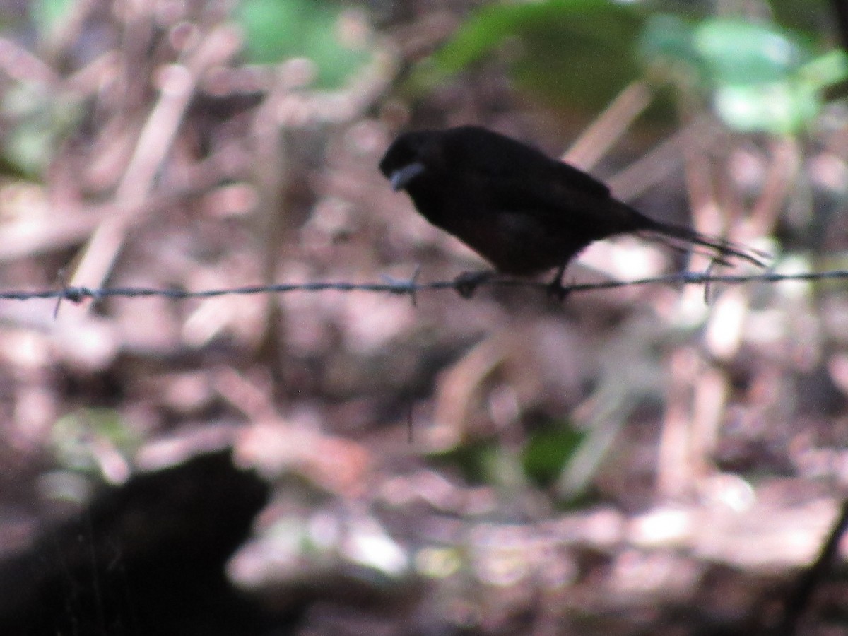 Silver-beaked Tanager - ML358002141