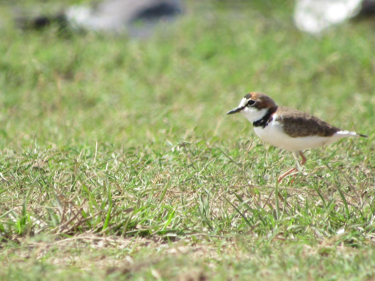 Collared Plover - Patrick Riba