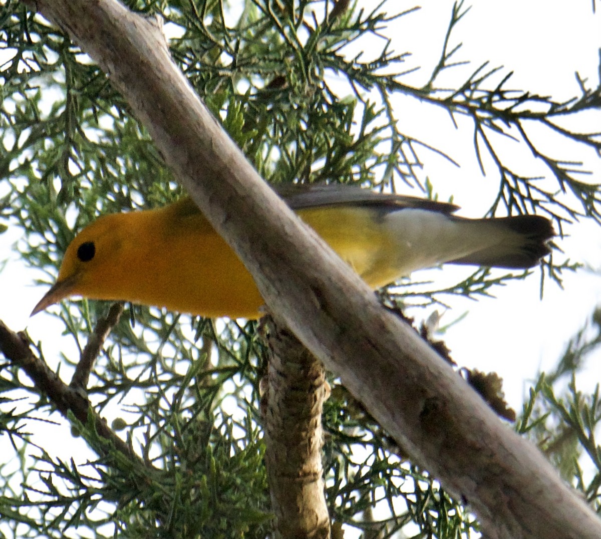 Prothonotary Warbler - ML358003161
