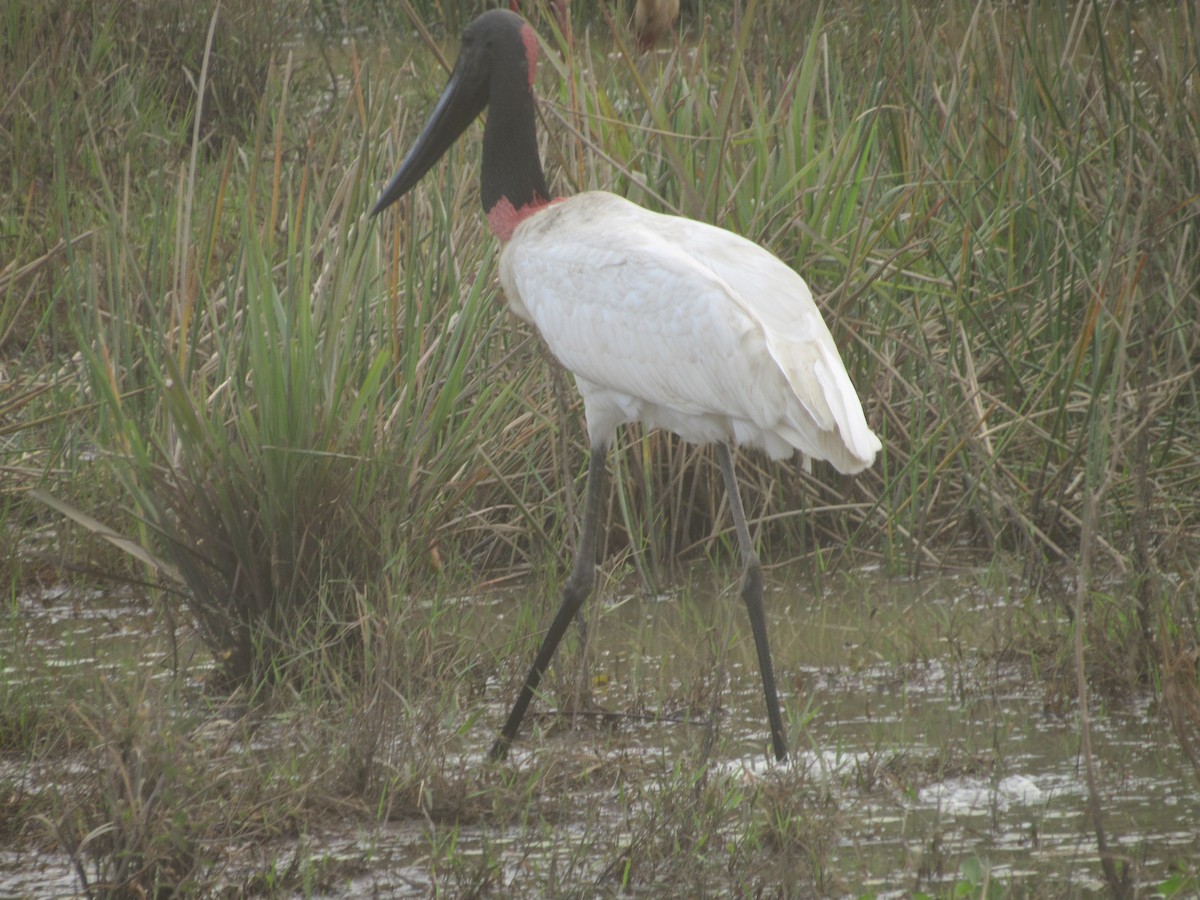 čáp jabiru - ML358003371