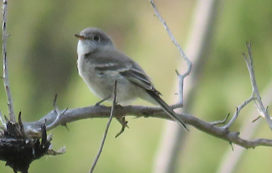 Gray Flycatcher - James Frank