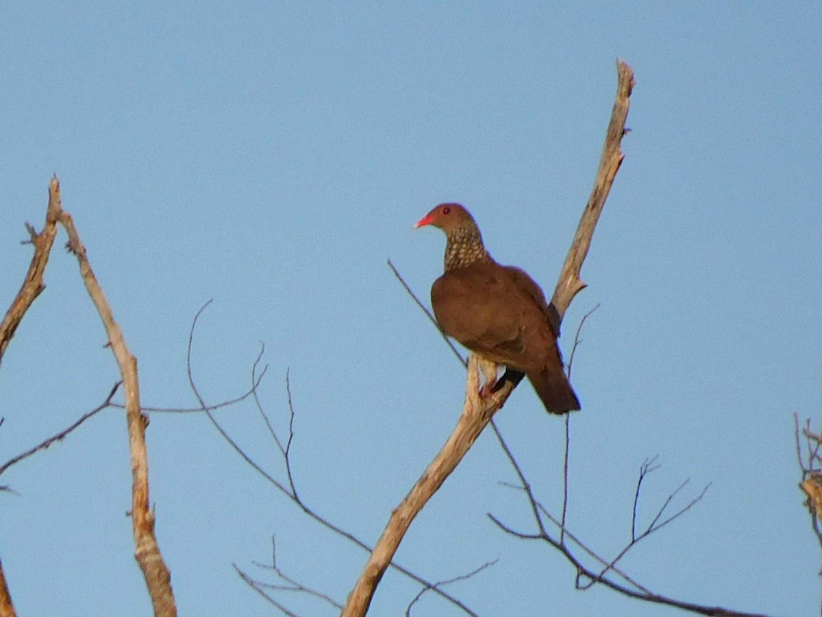 Scaled Pigeon - ML358004001