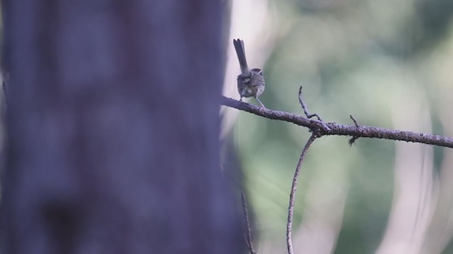 Rufous-capped Warbler - ML358004351