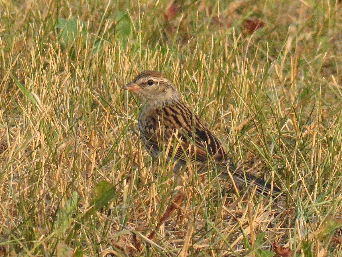 Chipping Sparrow - ML358004941