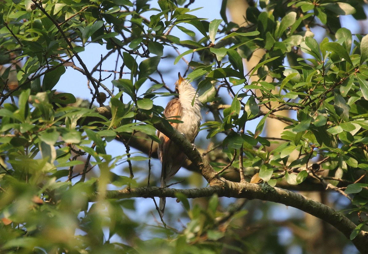 Yellow-billed Cuckoo - ML358005171