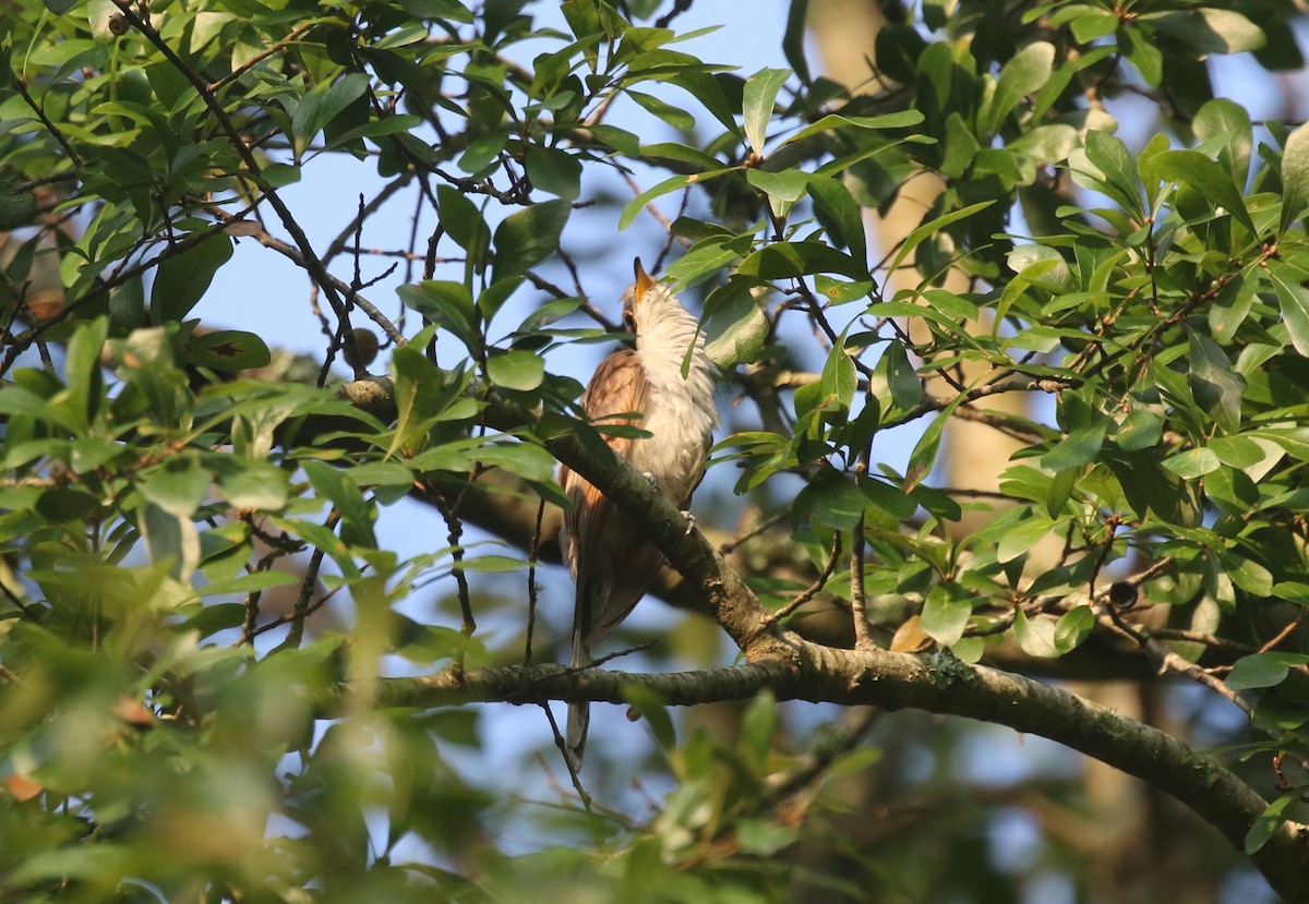 Yellow-billed Cuckoo - ML358005171