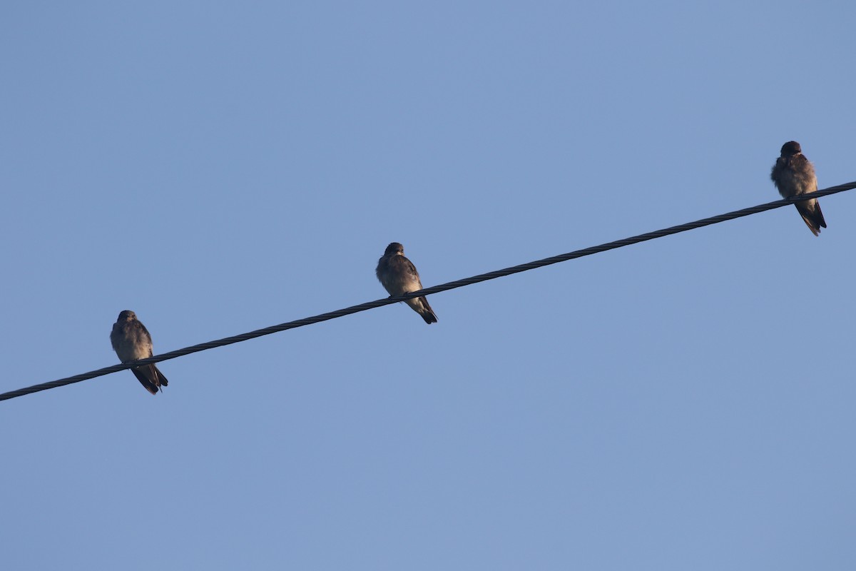 Northern Rough-winged Swallow - ML358005501