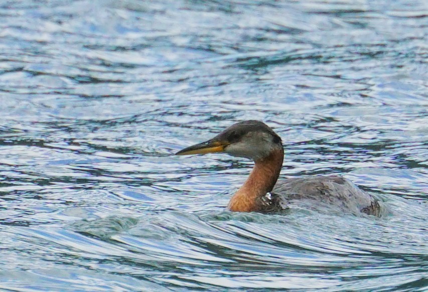 Red-necked Grebe - ML358005601