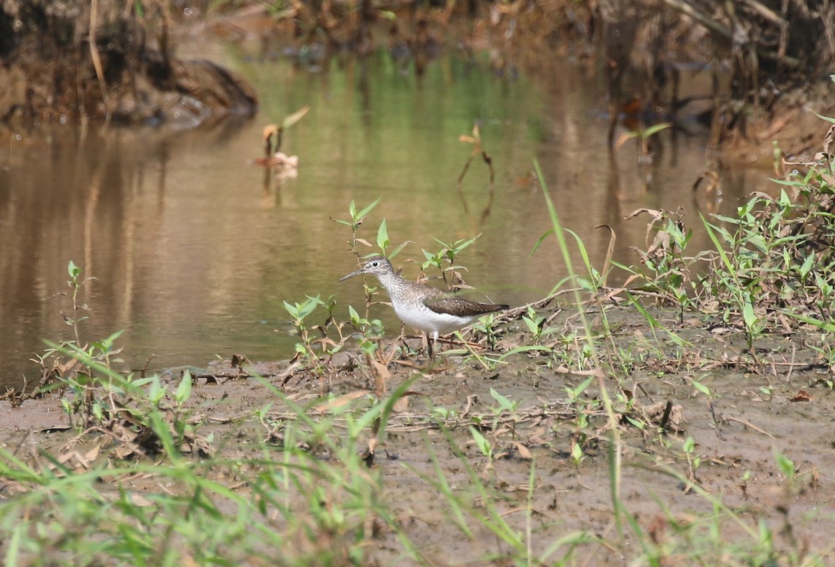 Solitary Sandpiper - ML358006951