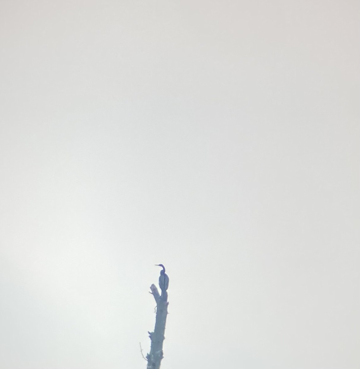 Anhinga - ML358007401