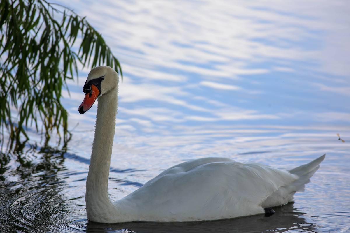 Mute Swan - Jeffrey Mann