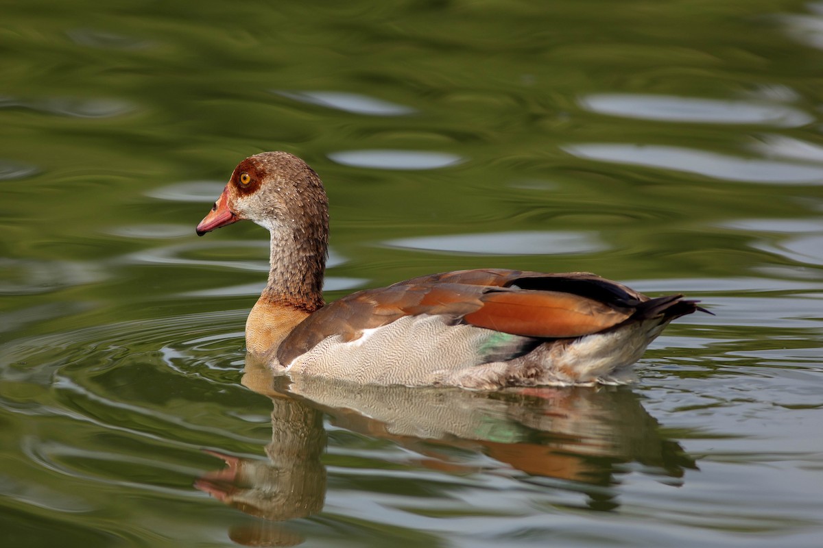 Egyptian Goose - Jeffrey Mann