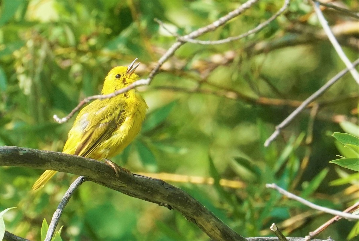 Yellow Warbler - ML358008971