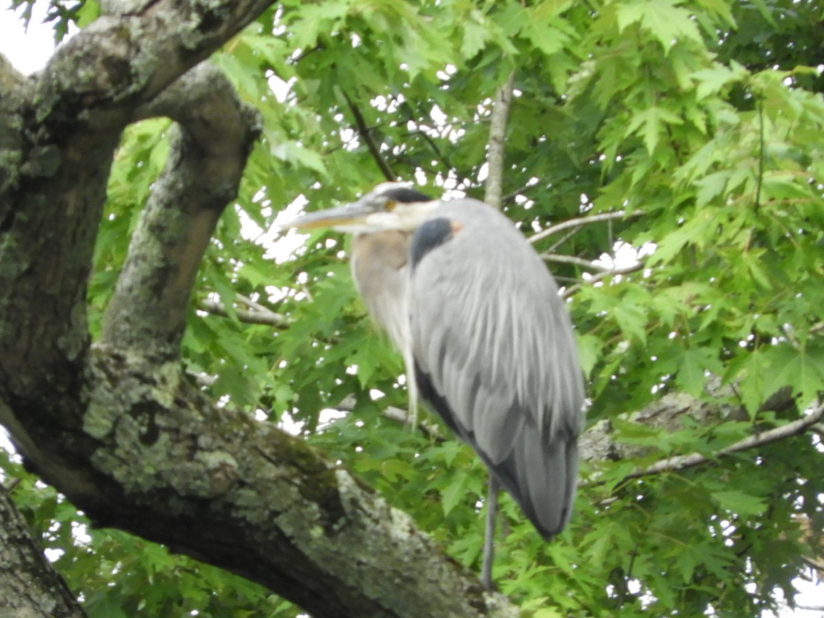 Great Blue Heron - ML358009391