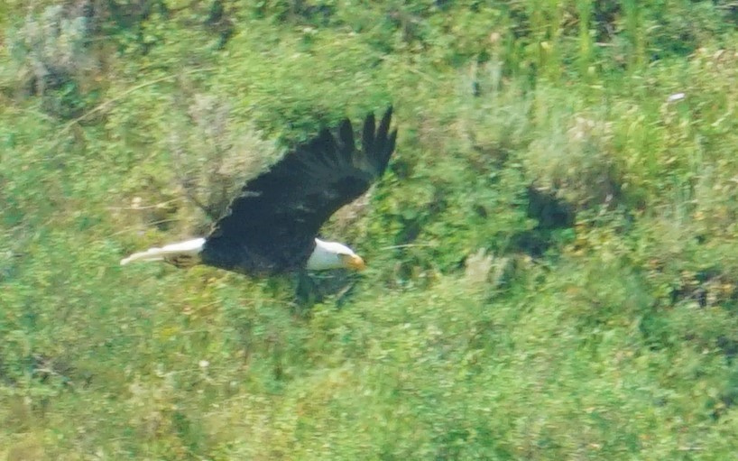 Bald Eagle - ML358010201