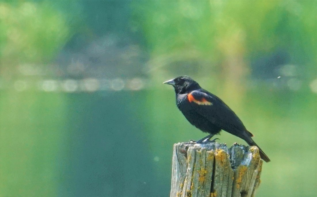 Red-winged Blackbird - ML358010411