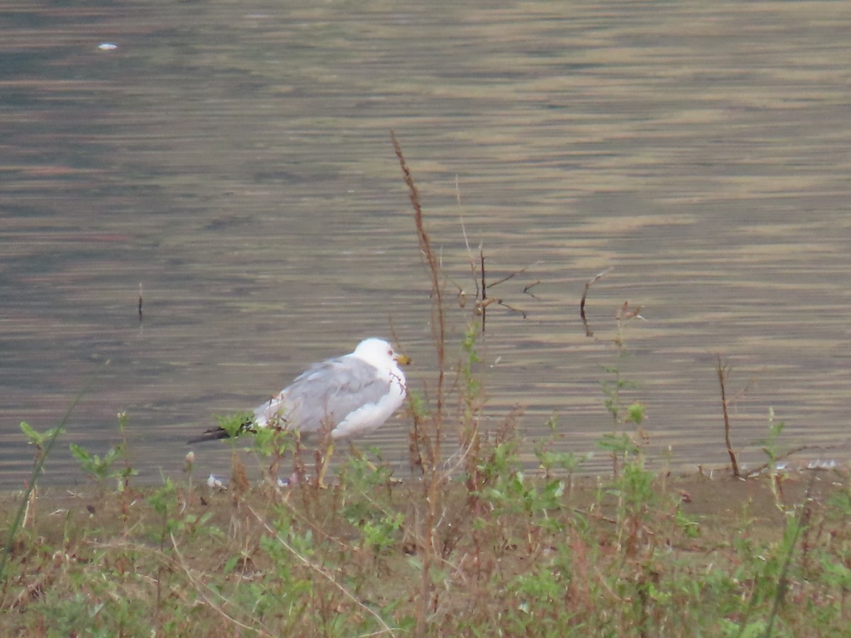 Ring-billed Gull - ML358010571