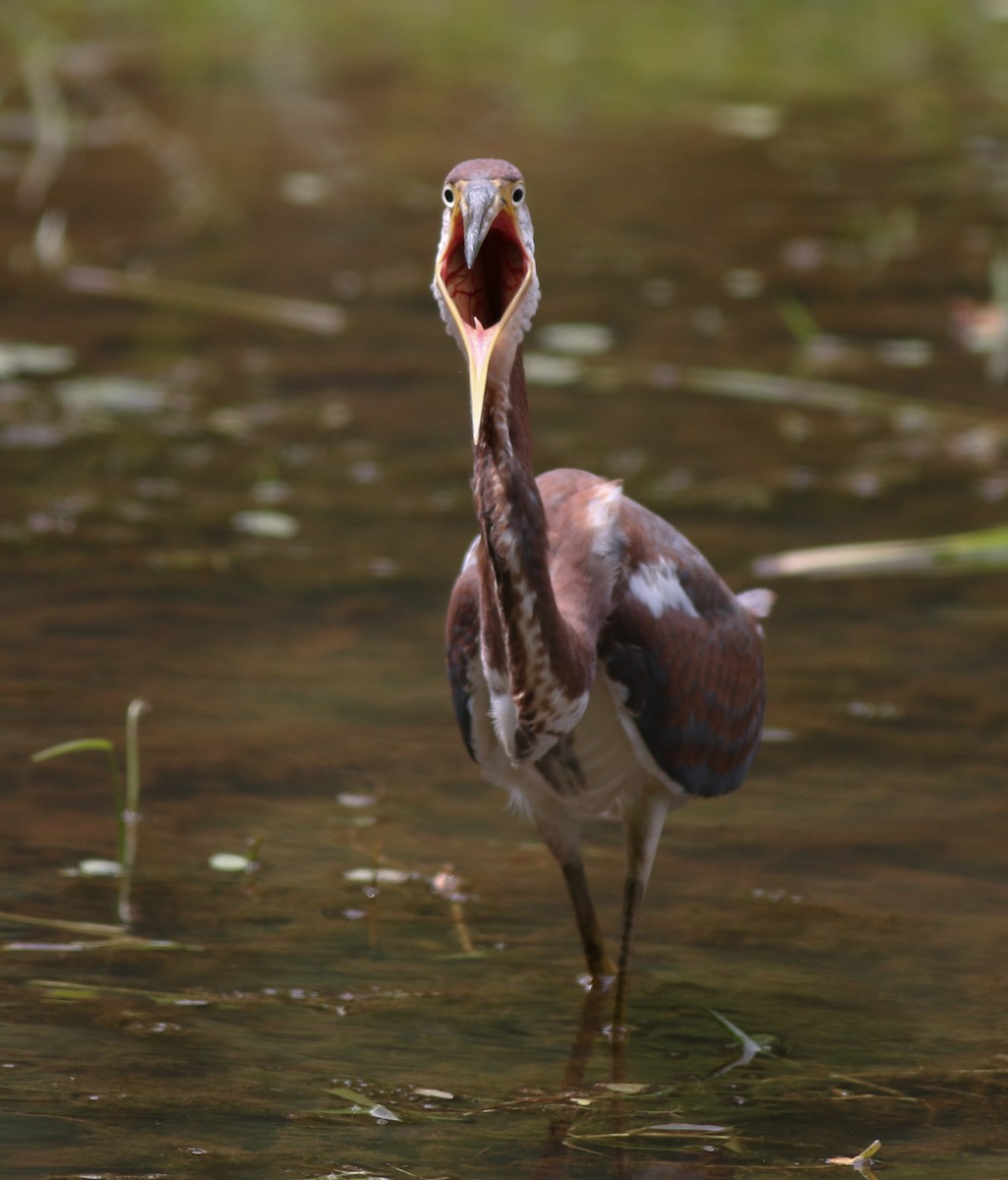 Tricolored Heron - ML358011841