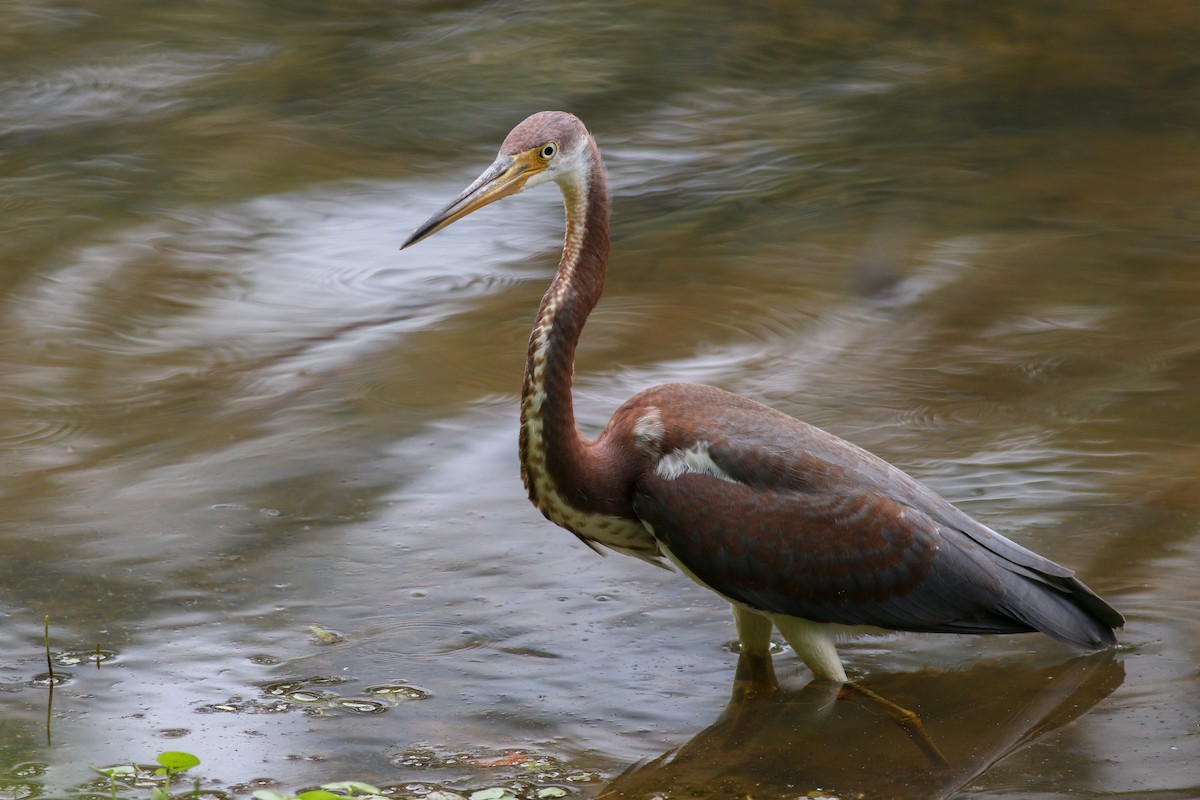 Tricolored Heron - ML358011851