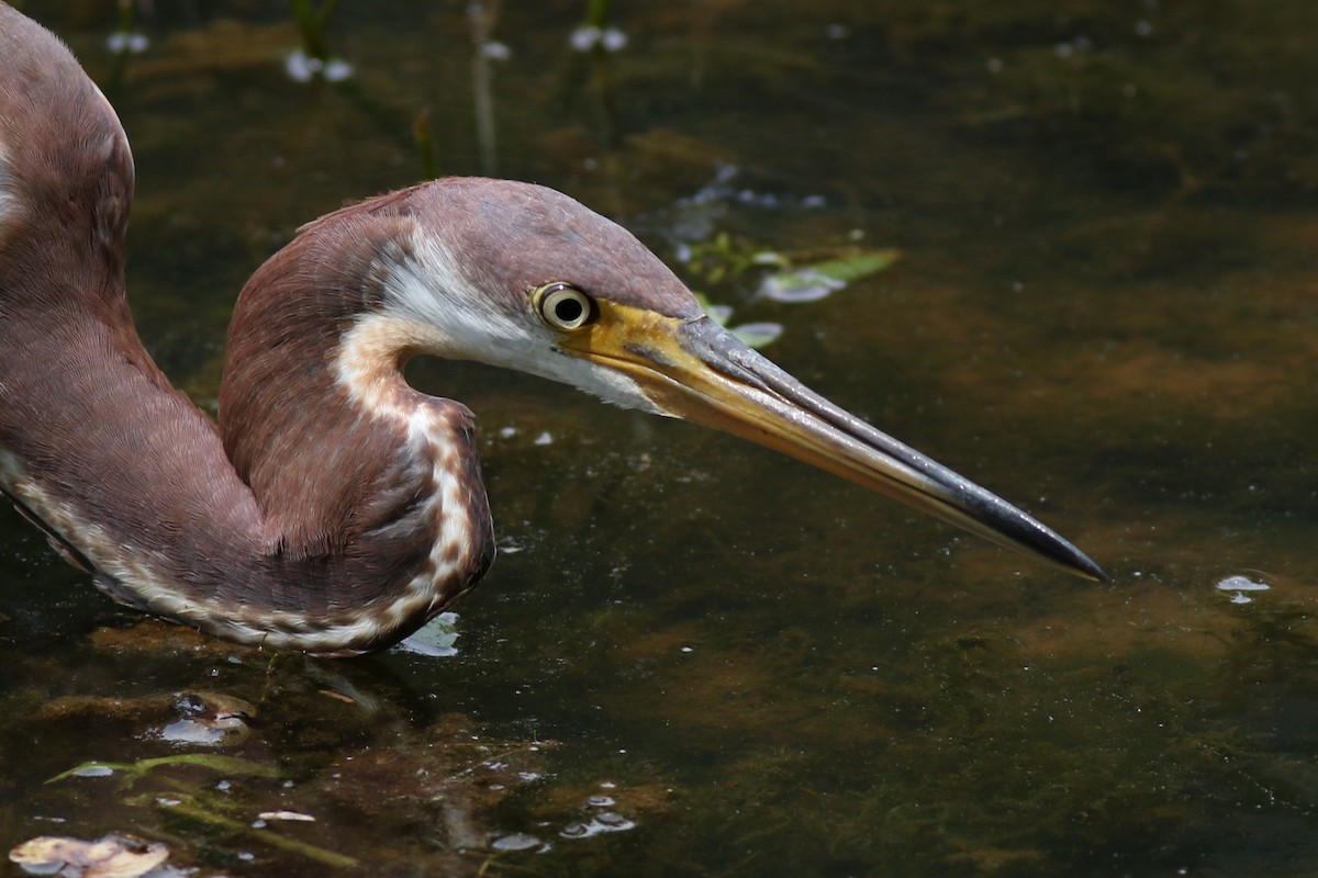 Tricolored Heron - ML358011921